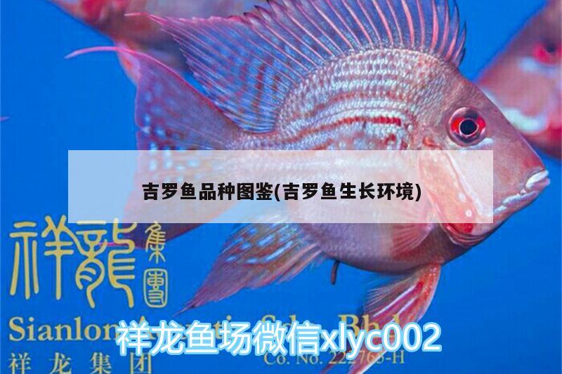 吉羅魚品種圖鑒(吉羅魚生長(zhǎng)環(huán)境)