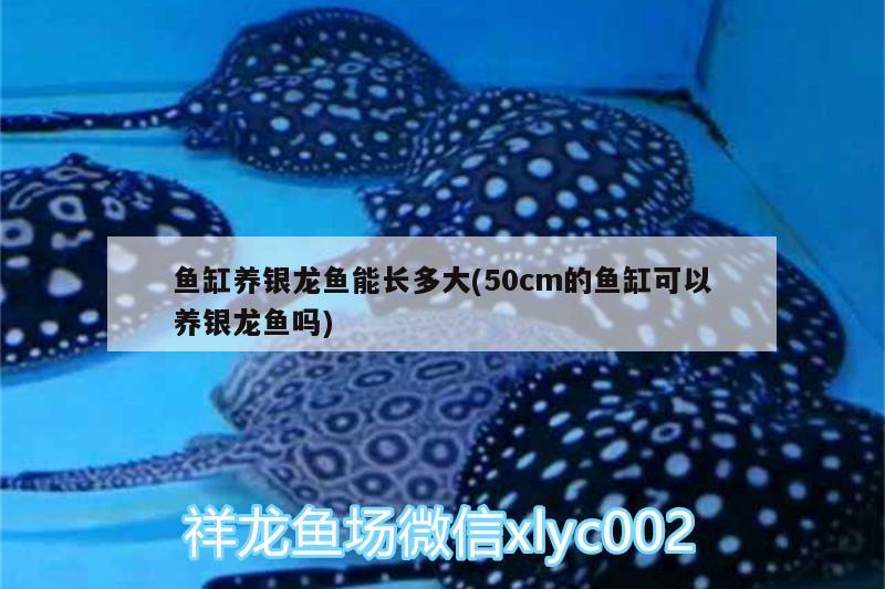 魚缸養(yǎng)銀龍魚能長多大(50cm的魚缸可以養(yǎng)銀龍魚嗎)