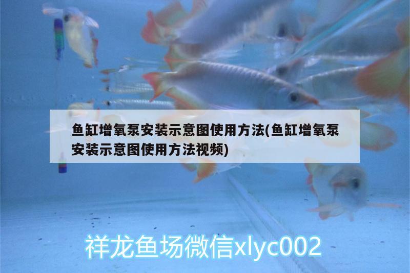 魚缸增氧泵安裝示意圖使用方法(魚缸增氧泵安裝示意圖使用方法視頻) 觀賞魚市場