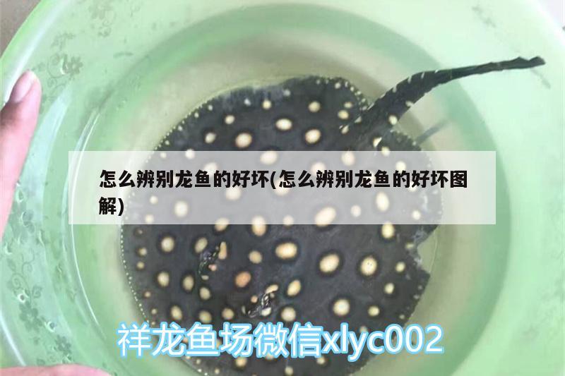 怎么辨別龍魚的好壞(怎么辨別龍魚的好壞圖解) 觀賞魚市場(chǎng)