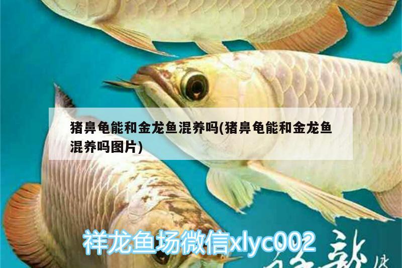 豬鼻龜能和金龍魚混養(yǎng)嗎(豬鼻龜能和金龍魚混養(yǎng)嗎圖片)