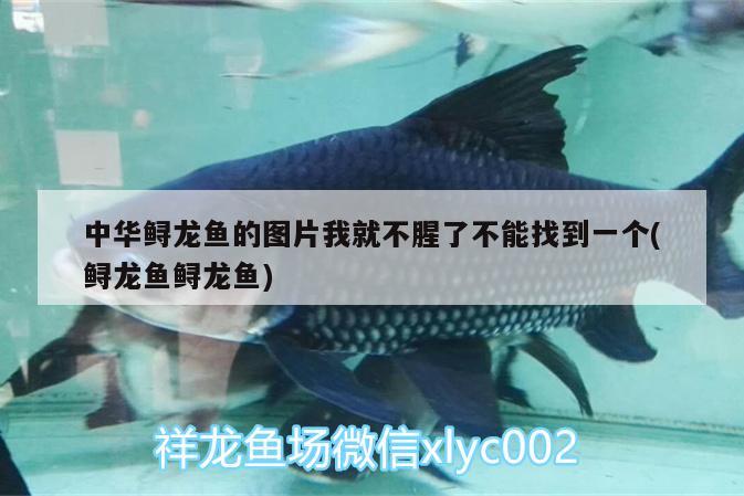 中華鱘龍魚的圖片我就不腥了不能找到一個(鱘龍魚鱘龍魚) 白子球鯊魚