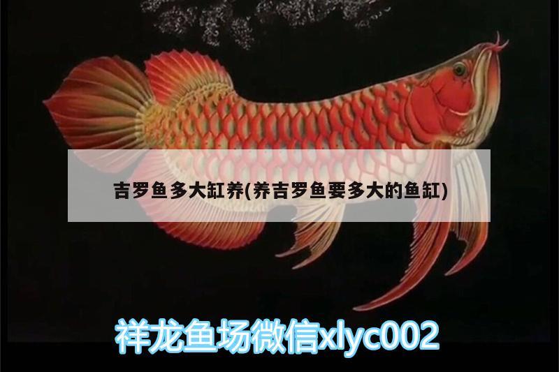 吉羅魚多大缸養(yǎng)(養(yǎng)吉羅魚要多大的魚缸)