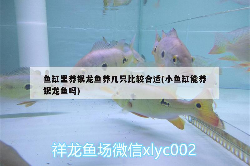 魚缸里養(yǎng)銀龍魚養(yǎng)幾只比較合適(小魚缸能養(yǎng)銀龍魚嗎)