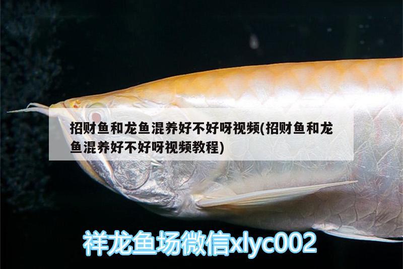 招財(cái)魚和龍魚混養(yǎng)好不好呀視頻(招財(cái)魚和龍魚混養(yǎng)好不好呀視頻教程)