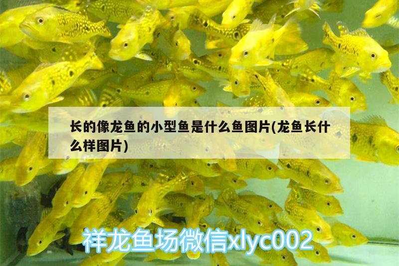 長的像龍魚的小型魚是什么魚圖片(龍魚長什么樣圖片)