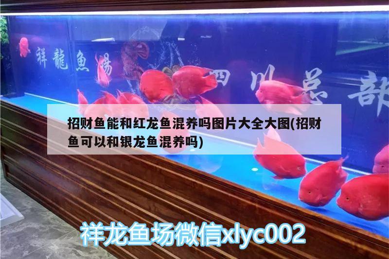 招財魚能和紅龍魚混養(yǎng)嗎圖片大全大圖(招財魚可以和銀龍魚混養(yǎng)嗎)