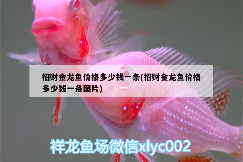 招財金龍魚價格多少錢一條(招財金龍魚價格多少錢一條圖片) 蘇虎