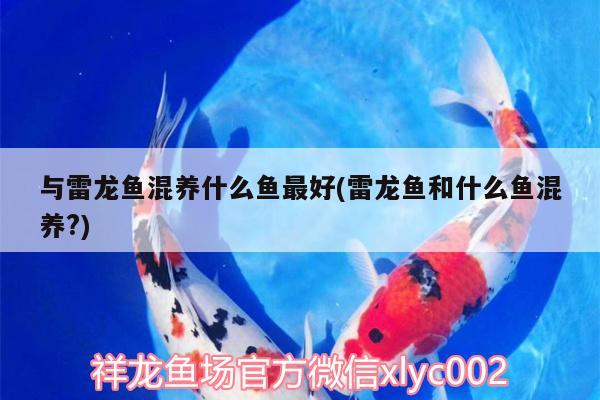 與雷龍魚(yú)混養(yǎng)什么魚(yú)最好(雷龍魚(yú)和什么魚(yú)混養(yǎng)?)