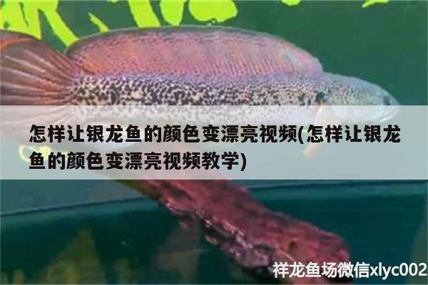 怎樣讓銀龍魚的顏色變漂亮視頻(怎樣讓銀龍魚的顏色變漂亮視頻教學) 銀龍魚