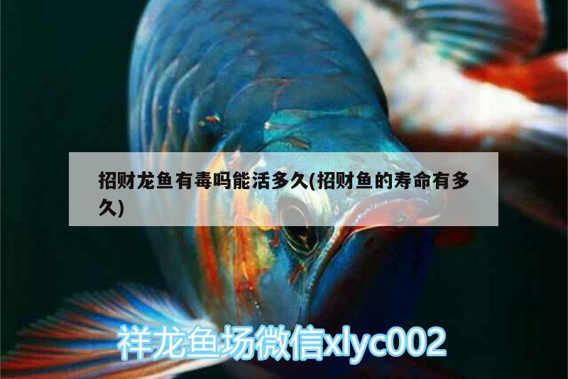 招財(cái)龍魚有毒嗎能活多久(招財(cái)魚的壽命有多久) 黑云魚