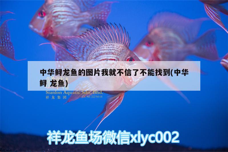 中華鱘龍魚(yú)的圖片我就不信了不能找到(中華鱘龍魚(yú))