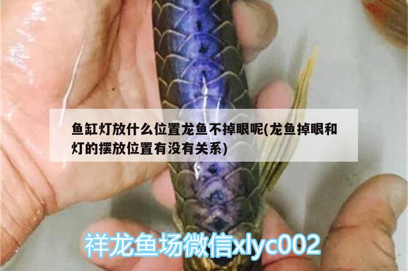 魚缸燈放什么位置龍魚不掉眼呢(龍魚掉眼和燈的擺放位置有沒有關(guān)系) 黃吉金龍（白子金龍魚）