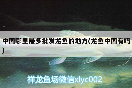 中國哪里最多批發(fā)龍魚的地方(龍魚中國有嗎) 黑云魚