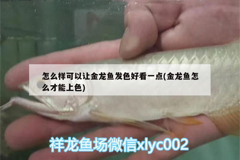 怎么樣可以讓金龍魚發(fā)色好看一點(金龍魚怎么才能上色) 大白鯊魚苗 第2張