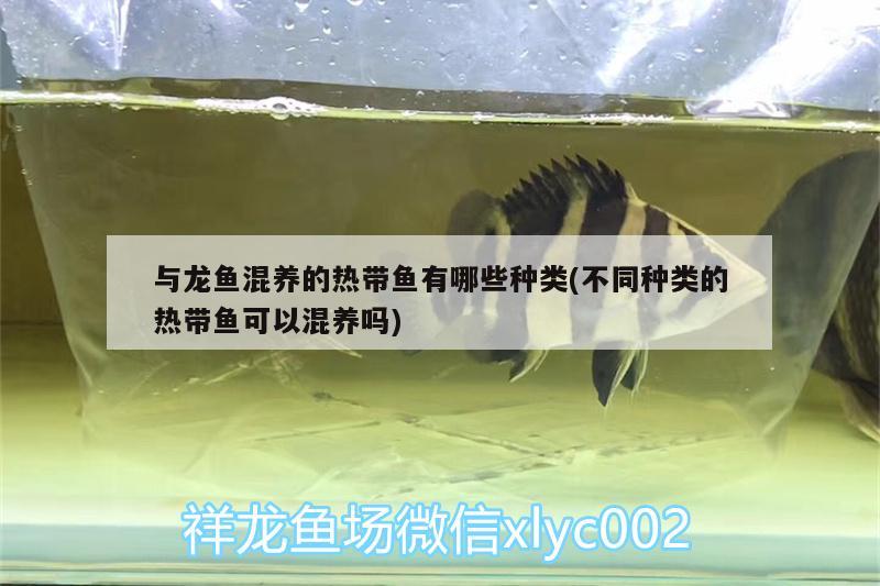 與龍魚混養(yǎng)的熱帶魚有哪些種類(不同種類的熱帶魚可以混養(yǎng)嗎) 海象魚