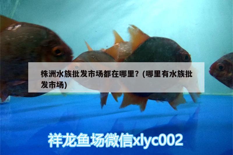 株洲水族批發(fā)市場(chǎng)都在哪里？(哪里有水族批發(fā)市場(chǎng)) 觀賞魚(yú)水族批發(fā)市場(chǎng)