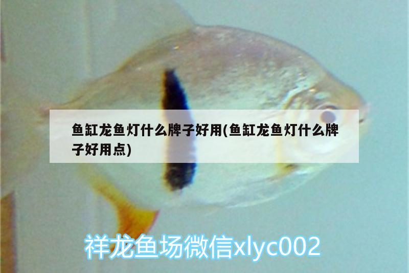 魚缸龍魚燈什么牌子好用(魚缸龍魚燈什么牌子好用點)