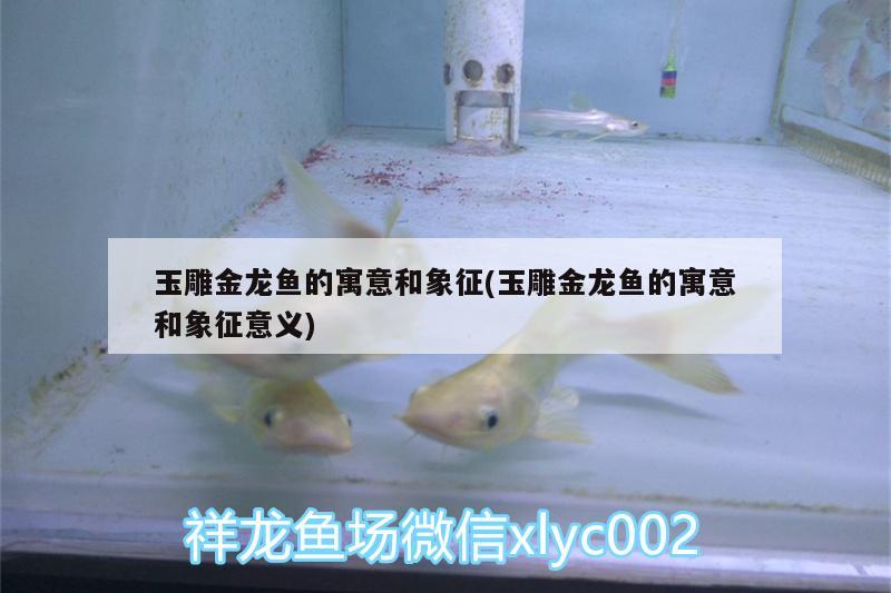 玉雕金龍魚(yú)的寓意和象征(玉雕金龍魚(yú)的寓意和象征意義) 黃金達(dá)摩魚(yú)