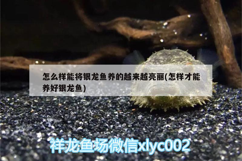 怎么樣能將銀龍魚養(yǎng)的越來越亮麗(怎樣才能養(yǎng)好銀龍魚) 銀龍魚百科