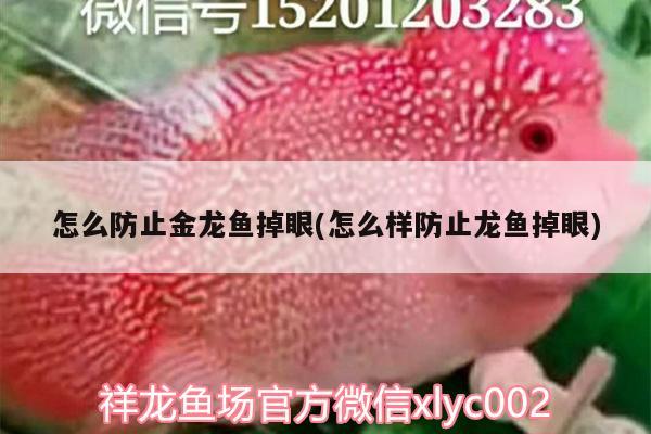 怎么防止金龍魚掉眼(怎么樣防止龍魚掉眼) 星點(diǎn)金龍魚