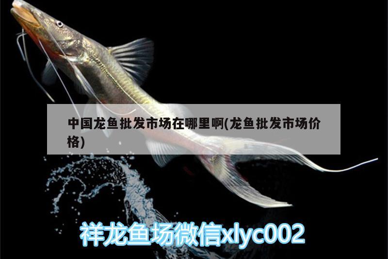 中國龍魚批發(fā)市場在哪里啊(龍魚批發(fā)市場價格) 龍魚批發(fā)