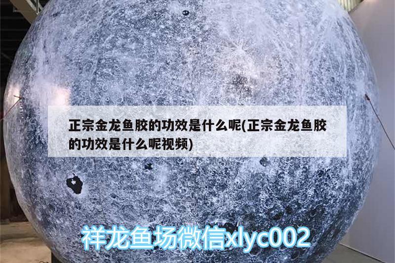 正宗金龍魚膠的功效是什么呢(正宗金龍魚膠的功效是什么呢視頻)