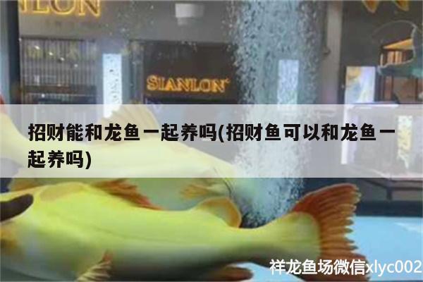 招財能和龍魚一起養(yǎng)嗎(招財魚可以和龍魚一起養(yǎng)嗎) 藍底過背金龍魚