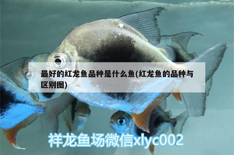 最好的紅龍魚品種是什么魚(紅龍魚的品種與區(qū)別圖)