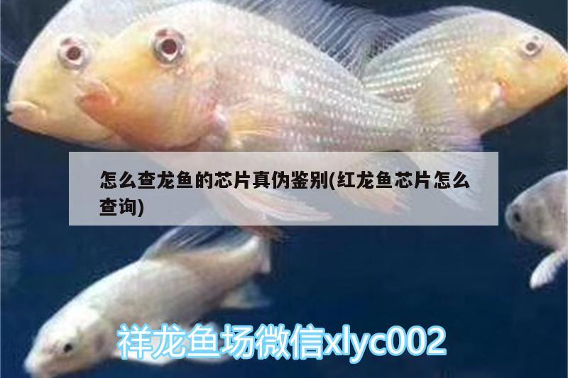 怎么查龍魚的芯片真?zhèn)舞b別(紅龍魚芯片怎么查詢)