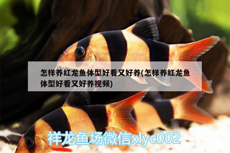 怎樣養(yǎng)紅龍魚體型好看又好養(yǎng)(怎樣養(yǎng)紅龍魚體型好看又好養(yǎng)視頻)