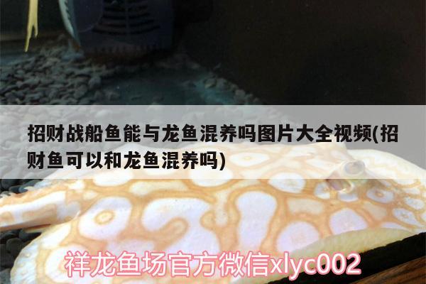 招財戰(zhàn)船魚能與龍魚混養(yǎng)嗎圖片大全視頻(招財魚可以和龍魚混養(yǎng)嗎) 招財戰(zhàn)船魚