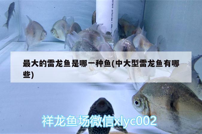 最大的雷龍魚是哪一種魚(中大型雷龍魚有哪些) 金頭過背金龍魚