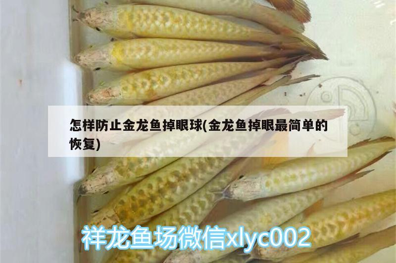 怎樣防止金龍魚掉眼球(金龍魚掉眼最簡單的恢復(fù))