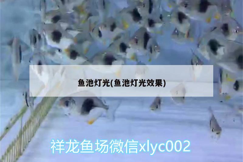 魚池?zé)艄?魚池?zé)艄庑Ч? 祥龍龍魚專用水族燈