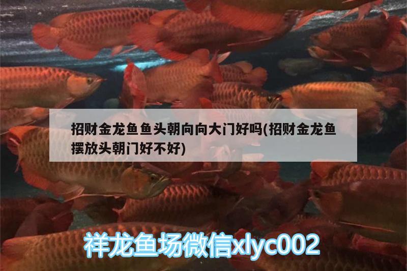 招財金龍魚魚頭朝向向大門好嗎(招財金龍魚擺放頭朝門好不好) 魚缸風水