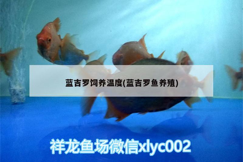 藍吉羅飼養(yǎng)溫度(藍吉羅魚養(yǎng)殖) 飛鳳魚苗