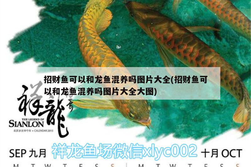 招財魚可以和龍魚混養(yǎng)嗎圖片大全(招財魚可以和龍魚混養(yǎng)嗎圖片大全大圖)