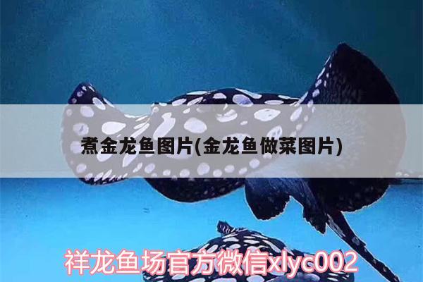 煮金龍魚圖片(金龍魚做菜圖片) 野彩魚