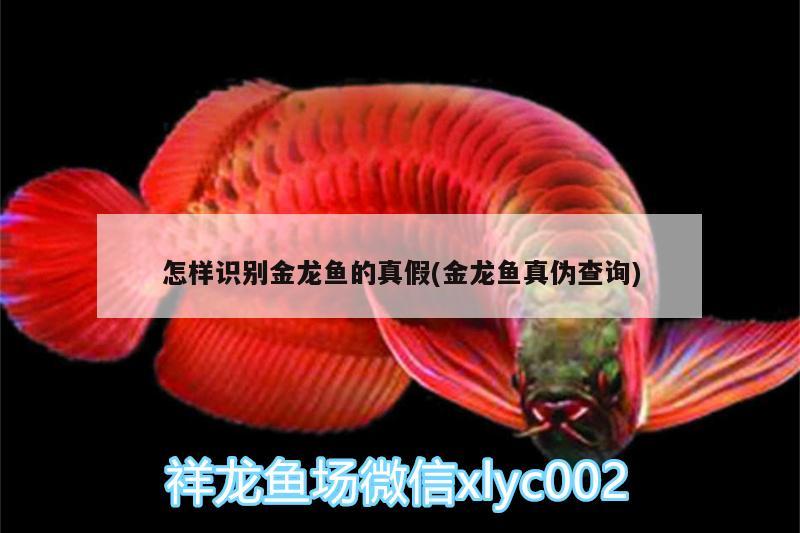 怎樣識別金龍魚的真假(金龍魚真?zhèn)尾樵?