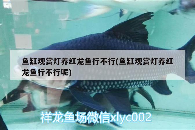 魚缸觀賞燈養(yǎng)紅龍魚行不行(魚缸觀賞燈養(yǎng)紅龍魚行不行呢) 黑帝王魟魚