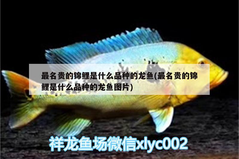 最名貴的錦鯉是什么品種的龍魚(最名貴的錦鯉是什么品種的龍魚圖片)