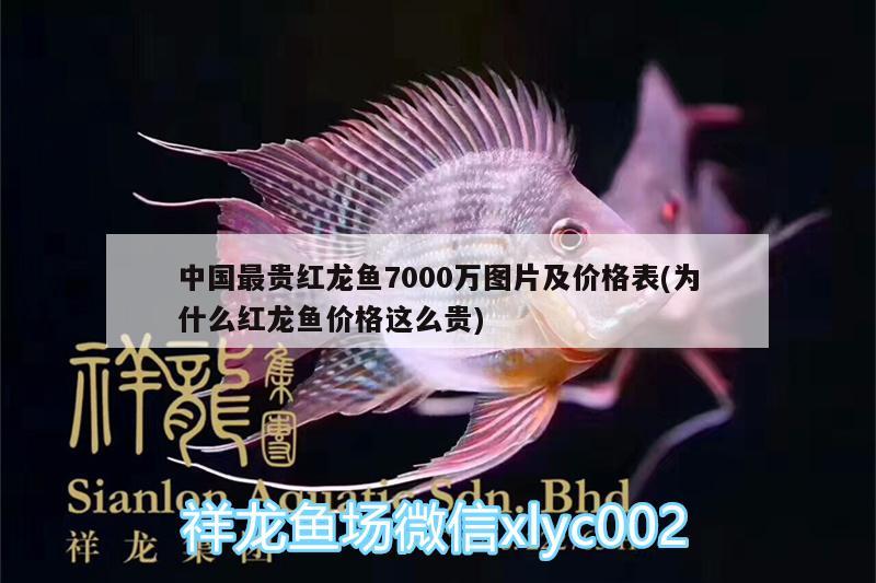 中國最貴紅龍魚7000萬圖片及價(jià)格表(為什么紅龍魚價(jià)格這么貴) 吉羅魚批發(fā)