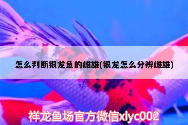 怎么判斷銀龍魚(yú)的雌雄(銀龍?jiān)趺捶直娲菩? 銀龍魚(yú)百科