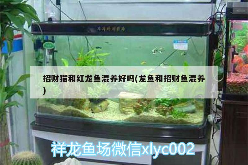 招財(cái)貓和紅龍魚(yú)混養(yǎng)好嗎(龍魚(yú)和招財(cái)魚(yú)混養(yǎng)) 黑桃A魚(yú)苗