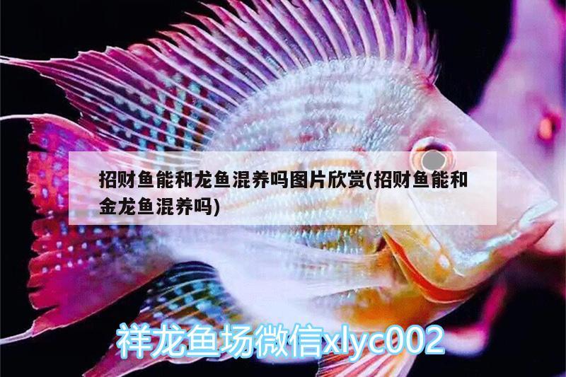 招財(cái)魚能和龍魚混養(yǎng)嗎圖片欣賞(招財(cái)魚能和金龍魚混養(yǎng)嗎)