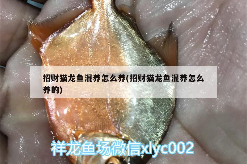 招財(cái)貓龍魚混養(yǎng)怎么養(yǎng)(招財(cái)貓龍魚混養(yǎng)怎么養(yǎng)的)