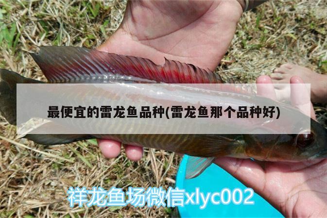 最便宜的雷龍魚品種(雷龍魚那個品種好) 白子紅龍魚