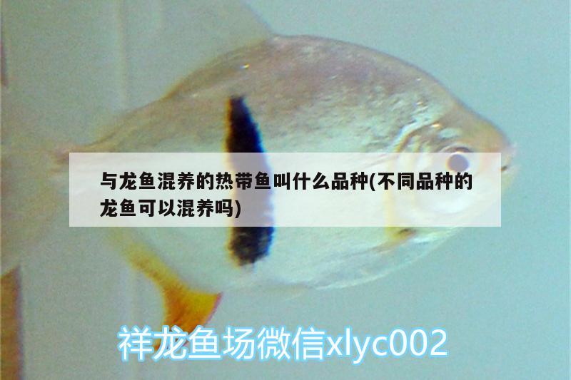 與龍魚混養(yǎng)的熱帶魚叫什么品種(不同品種的龍魚可以混養(yǎng)嗎) 帝王血鉆魚