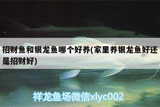 招財魚和銀龍魚哪個好養(yǎng)(家里養(yǎng)銀龍魚好還是招財好) 銀龍魚百科